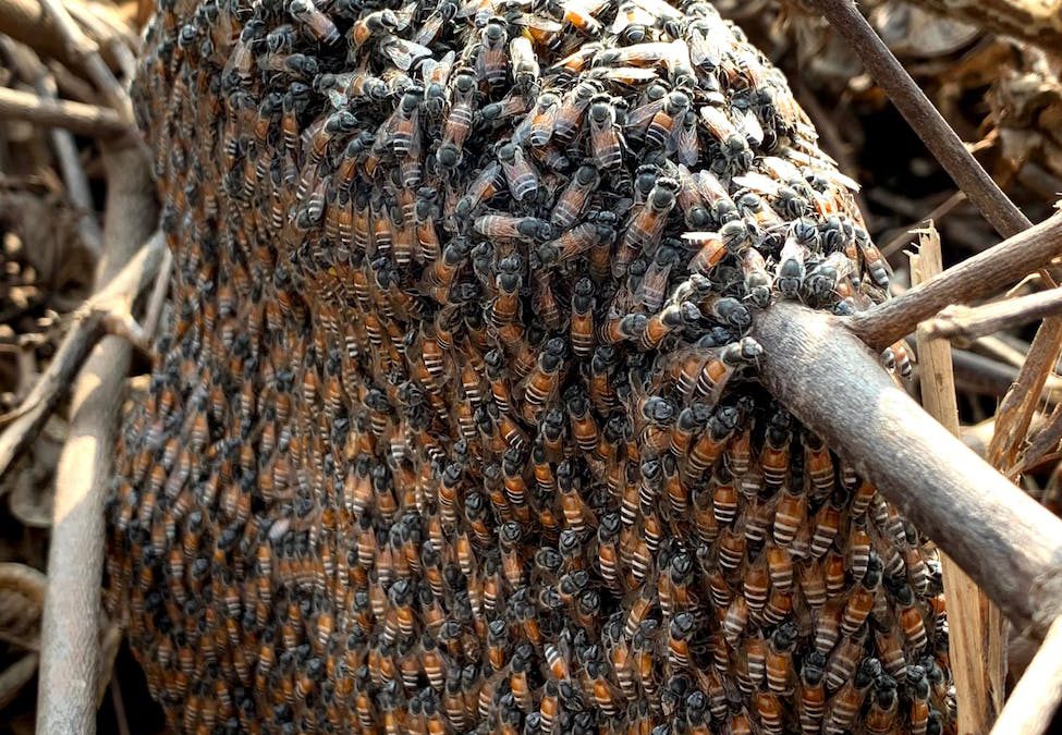 12 Factors Swarms Use to Choose a Nesting Site